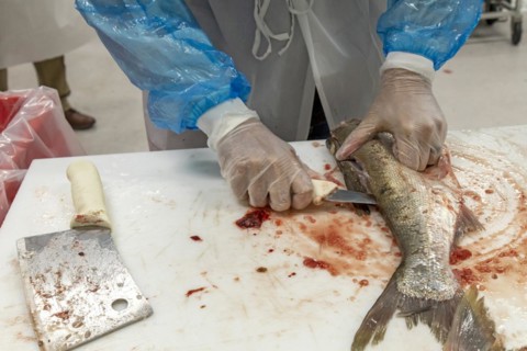 East Peoria, Illinois, Workers at Sorce Freshwater process and package silver carp