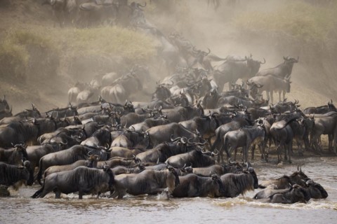 White-bearded wildebeest