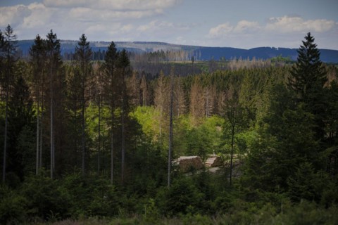 Symbolic photo on the subject of forest dieback in Germany. Spruce trees that have died due to drought and infestation by bark beetles stand in a forest in the Harz Mountains. Altenau, 28.06.2022, Alt...