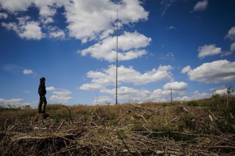 Symbolic photo on the subject of forest dieback in Germany. Spruce trees that have died due to drought and infestation by bark beetles stand in a forest in the Harz Mountains. Altenau, 28.06.2022, Alt...