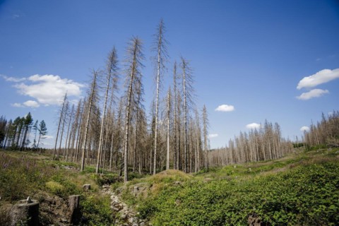 Symbolic photo on the subject of forest dieback in Germany. Spruce trees that have died due to drought and infestation by bark beetles stand in a forest in the Harz Mountains. Altenau, 28.06.2022, Alt...