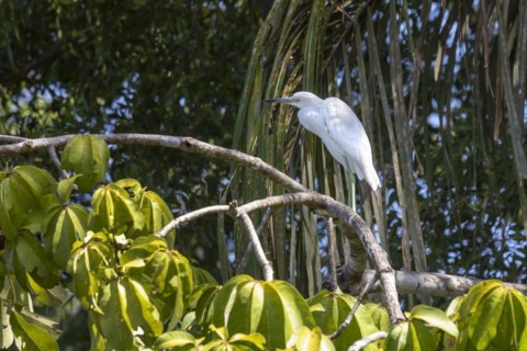 Tortuguero National Park, Costa Rica, A juvenile little blue heron
