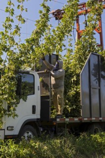 Baroda, Michigan, A Mexican-American crew harvests hops at Hop Head Farms in west Michigan. The red cutting machine cuts the ropes on which the hop vines have been growing, and workers then pull the v...