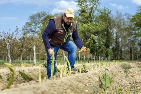 Farmer harvesting green asparagus, Rheurdt, North Rhine-Westphalia, Germany, Europe