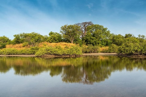 Mangrove Landscape, Kathior Island, Missirah, Sine Saloum Delta, Senegal, West Africa, Africa
