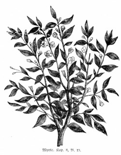 Myrtle, Jerusalem, mountains, olive branches, balsam, trees, leaf huts, leaves, branches, Bible, Old Testament, The Book of Nehemiah, Chapter 8, Verse 15, historical illustration c. 1850