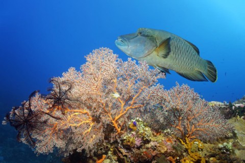 Orange horn coral, gorgonian