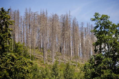 Symbolic photo on the subject of forest dieback in Germany. Spruce trees that have died due to drought and infestation by bark beetles stand in a forest in the Harz Mountains. Riefensbeek, 28.06.2022,...