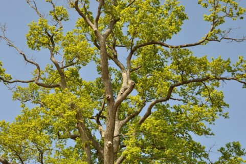 Leguay oak National forest of Bord-Louviers Eure Normandy