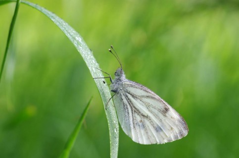 Green-veined white