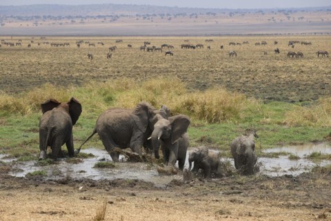 African elephants