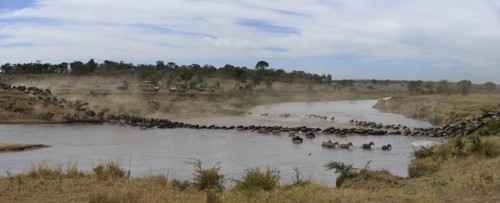 White-bearded wildebeest