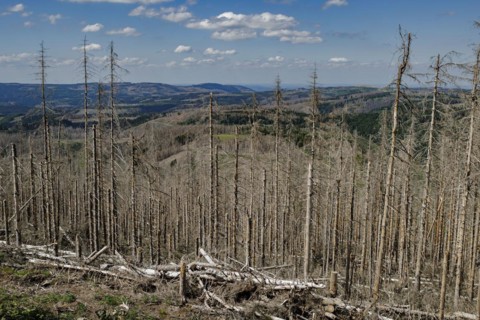 Symbolic photo on the subject of forest dieback in Germany. Spruce trees that have died due to drought and infestation by bark beetles stand in a forest in the Harz Mountains. Altenau, 28.06.2022, Alt...