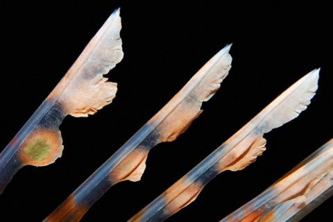 Spiny rays of the dorsal fin, venomous, common lionfish