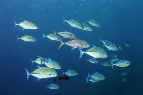 Shoal of bluefin trevally