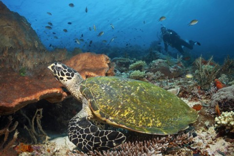 Diver observes loggerhead sea turtle