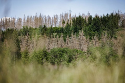 Symbolic photo on the subject of forest dieback in Germany. Spruce trees that have died due to drought and infestation by bark beetles stand in a forest in the Harz Mountains. Altenau, 28.06.2022, Alt...