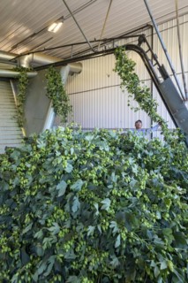 Baroda, Michigan, A Mexican-American crew processes hops at Hop Head Farms in west Michigan. They attach the bines, or vines, to hop harvesting machines that will separate the cones, or flowers, from ...