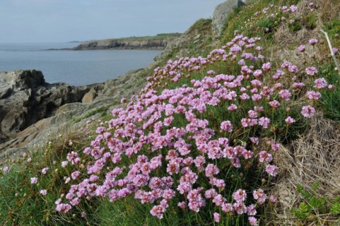 Plougonvelin, la pointe Saint-Mathieu