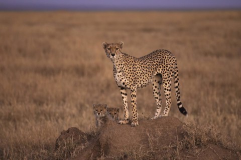 Cheetah