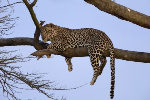 Leopard