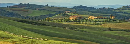 Landscape Panorama Crete Toscana with Flock of Sheep Italy