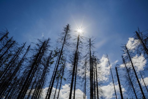 Symbolic photo on the subject of forest dieback in Germany. Spruce trees that have died due to drought and infestation by bark beetles stand in a forest in the Harz Mountains. Altenau, 28.06.2022, Alt...
