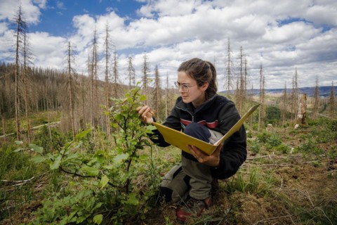 An employee of the Northwest German Forest Research Institute checks drought damage to a young beech on a trial plot in the Harz Mountains. Here, research is being conducted into how the forest can be...