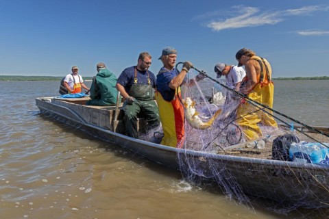Fishermen on the Illinois River use gillnets to harvest invasive Asian carp, mostly the silver carp