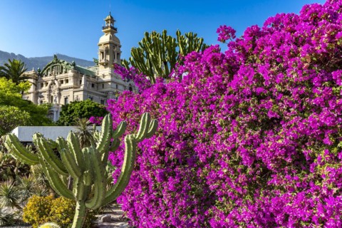 Bougainvillea and cactus garden, the casino building in the back, Casino Garden, Monte Carlo, Principality of Monaco