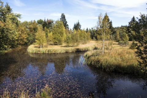 Muetzenischer Venn Nature Reserve, Northern Eifel, Hohes Venn, Monschau, North Rhine-Westphalia, North Rhine-Westphalia, Germany, Europe