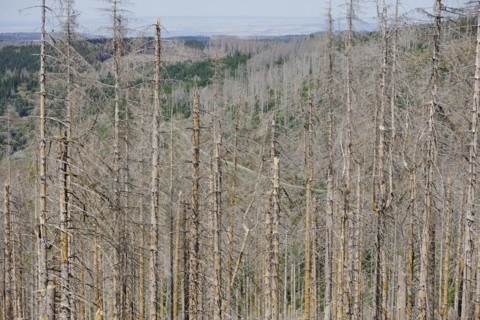 Symbolic photo on the subject of forest dieback in Germany. Spruce trees that have died due to drought and infestation by bark beetles stand in a forest in the Harz Mountains. Altenau, 28.06.2022, Alt...