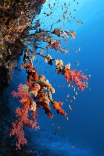 Klunzingers soft corals