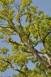 Leguay oak National forest of Bord-Louviers Eure Normandy