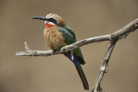White-fronted bee-eater