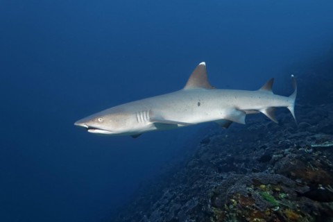 Whitetip reef shark