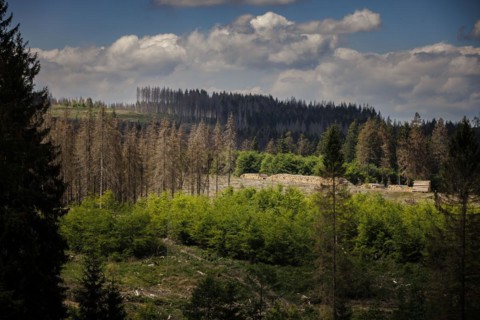 Symbolic photo on the subject of forest dieback in Germany. Spruce trees that have died due to drought and infestation by bark beetles stand in a forest in the Harz Mountains. Altenau, 28.06.2022, Alt...