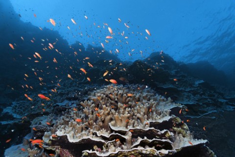 Coral reef rubble with Acropora stone coral