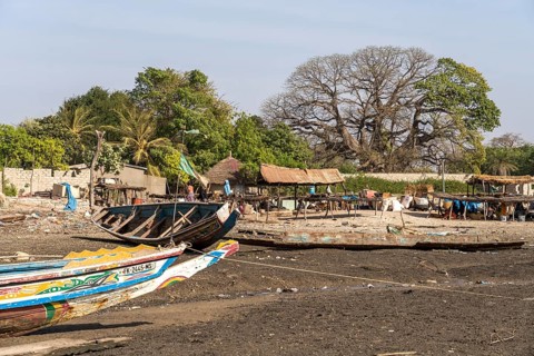 Fishing boats and huge ancient kapok tree in Missirah, Sine Saloum Delta, Senegal, West Africa, Africa