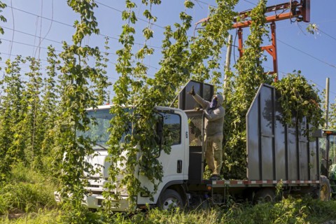 Baroda, Michigan, A Mexican-American crew harvests hops at Hop Head Farms in west Michigan. The red cutting machine cuts the ropes on which the hop vines have been growing, and workers then pull the v...