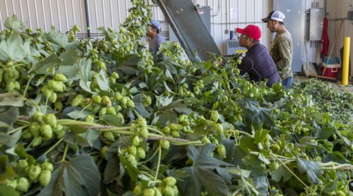 Baroda, Michigan, A Mexican-American crew processes hops at Hop Head Farms in west Michigan. They attach the bines, or vines, to hop harvesting machines that will separate the cones, or flowers, from ...