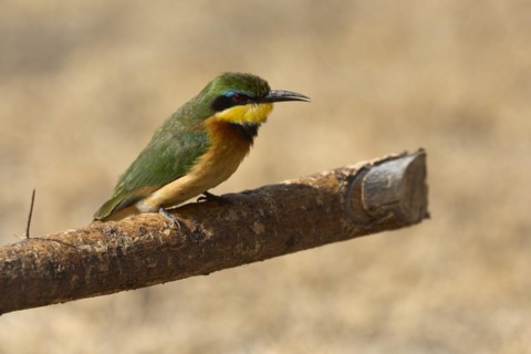 Little bee-eater