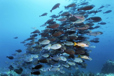 Shoal of eye-spotted doctorfish