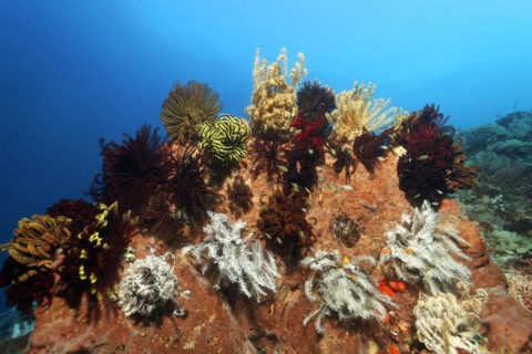 Sponge