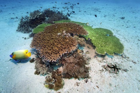 Spotted reef on sandy bottom hyacinth table coral