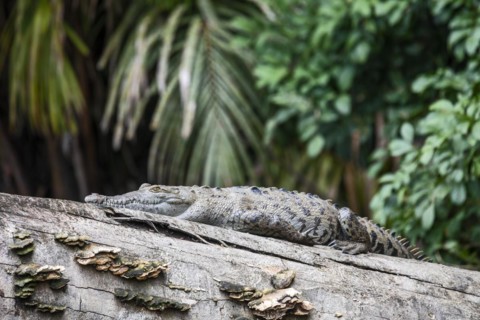 Tortuguero National Park, Costa Rica, An American crocodile