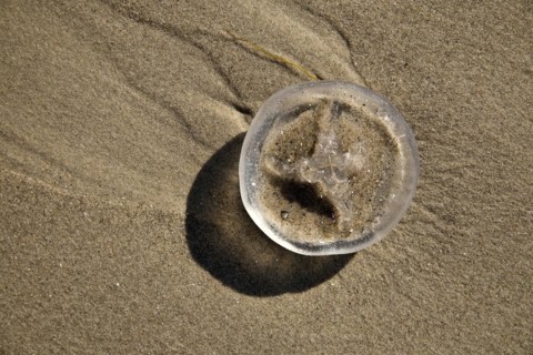 Jellyfish