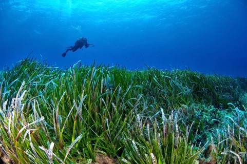 Diver over a seagrass meadow