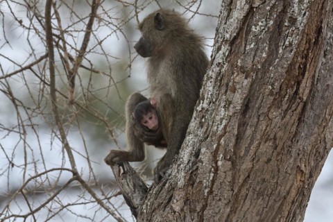 Olive baboon