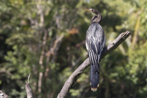 Tortuguero National Park, Costa Rica, Anhinga